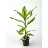 Babylon Blooms Dracaena Sanderiana Indoor Plant