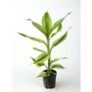 Babylon Blooms Dracaena Sanderiana Indoor Plant